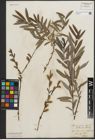 Foto von Salix purpurea L. x Salix repens L.